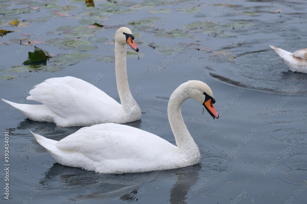 white swans in their natural habitat white swans in their natural habitat