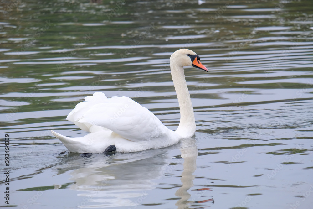 white swans in their natural habitat