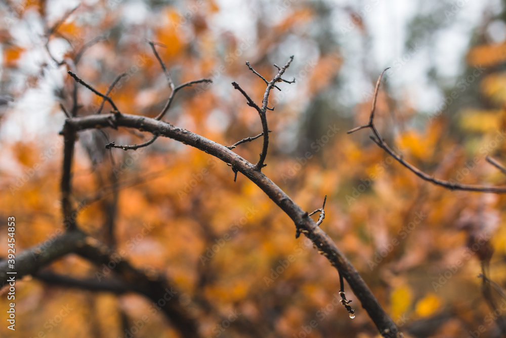 autumn leaves and tiny branches in the morning after the rain autumn leaves and tiny branches in the morning after the rain