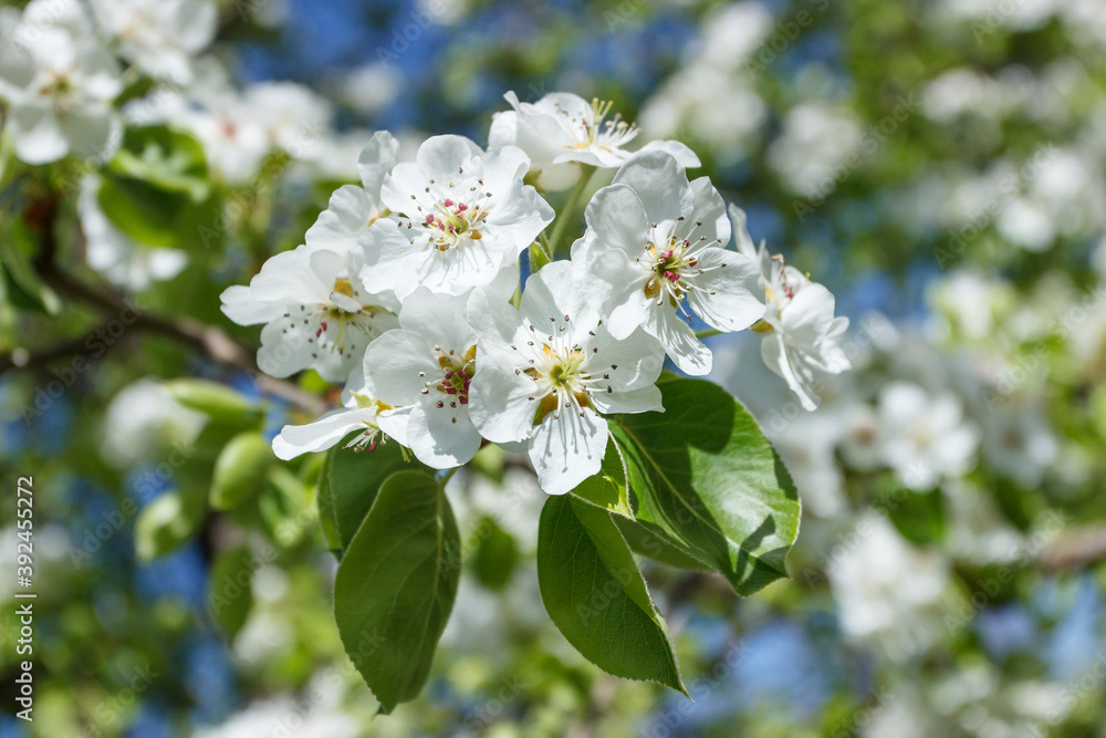 A branch of pear tree with blossom, blurred background