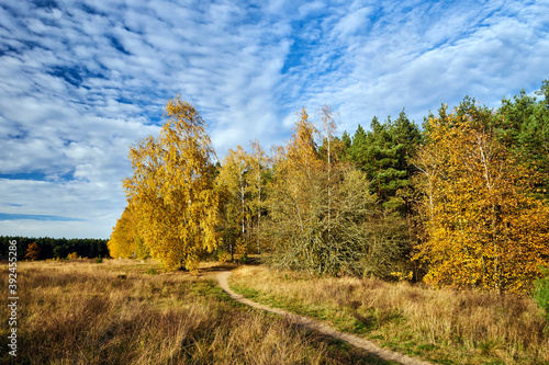 path in the meadow and birch grove during autumn