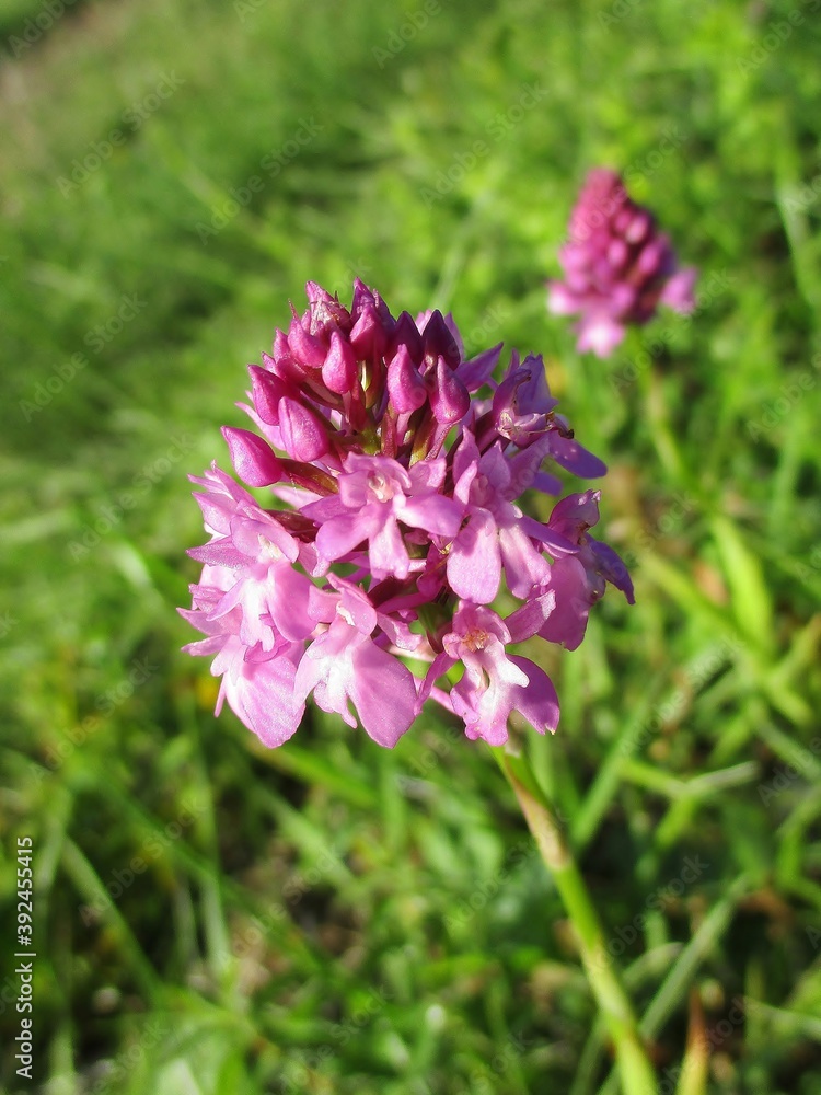 Fleurs rose vif d'orchis pyramidal (Anacamptis pyramidalis) Fleurs rose vif d'orchis pyramidal (Anacamptis pyramidalis)