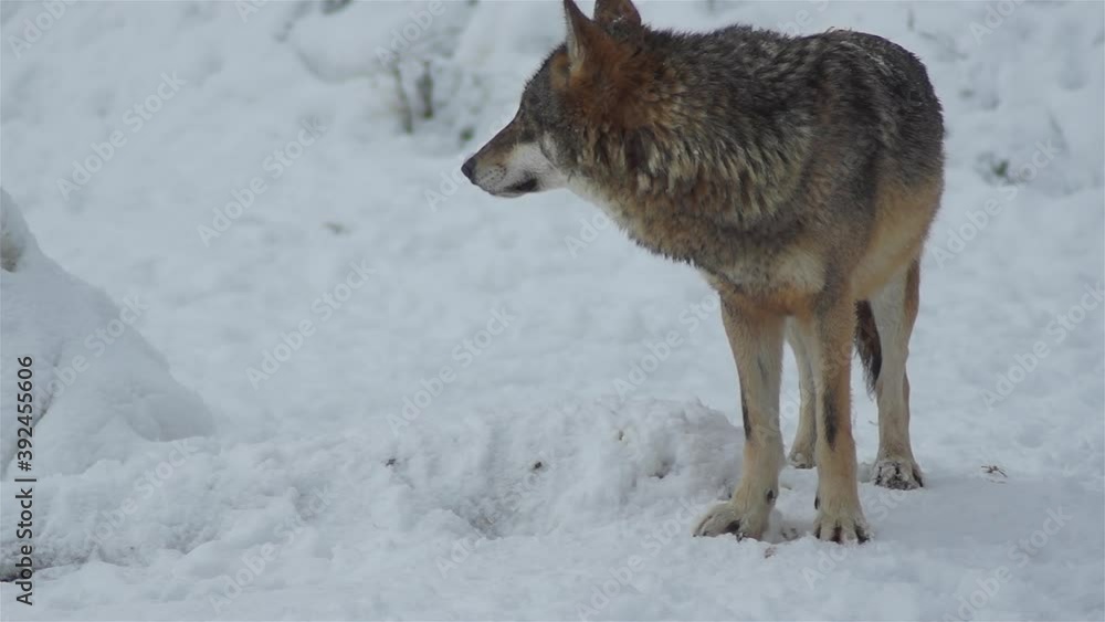 Wolves in the winter time, pack behavior in the snowy forest, on frost when they become tense,cleaned up with video denoiser, slow motion. Wolves in the winter time, pack behavior in the snowy forest, on frost when they become tense,cleaned up with video denoiser, slow motion.