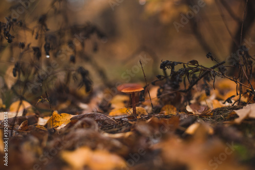 mushrooms beside the wood in the autumn forest after rain