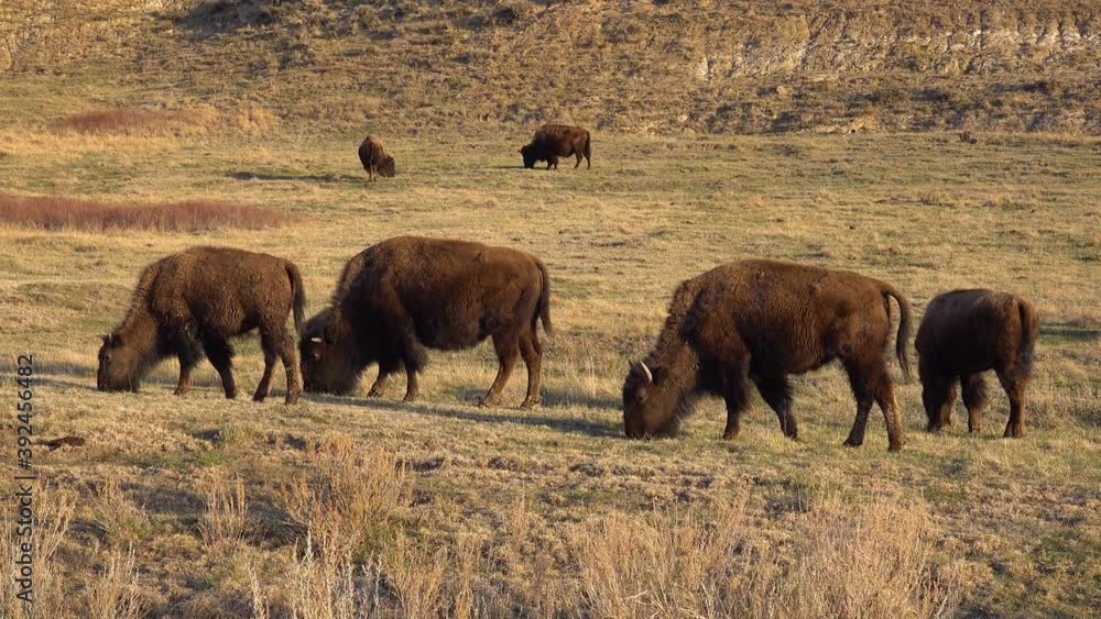 The American bison or buffalo (Bison bison). The Theodore Roosevelt National Park, North Dakota The American bison or buffalo (Bison bison). The Theodore Roosevelt National Park, North Dakota