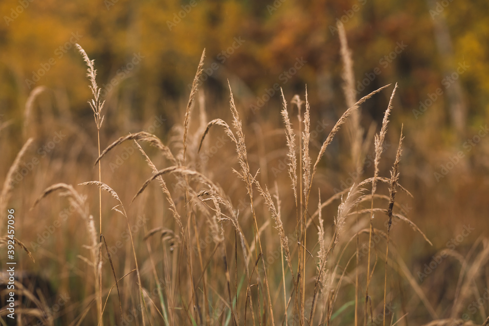 Fototapeta premium golden wheat field in autumn
