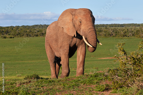 An African elephant in Addo National Park