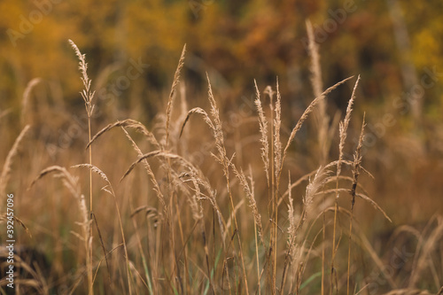 golden wheat field in autumn
