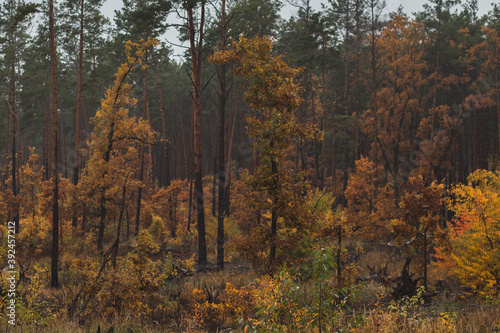 Fototapeta Naklejka Na Ścianę i Meble -  pretty yellow autumn trees in the pine forest