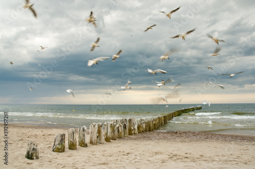 Canvas Print seagulls on the beach