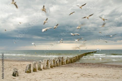 seagulls on the beach