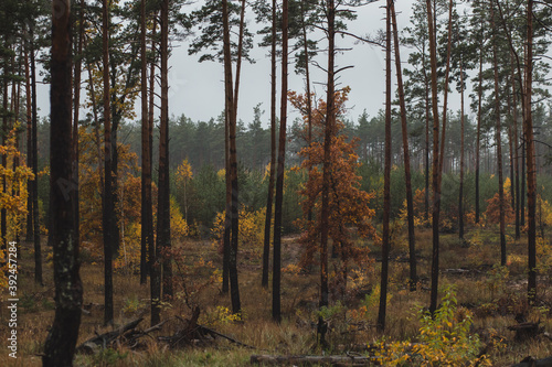 pretty yellow autumn trees in the pine forest