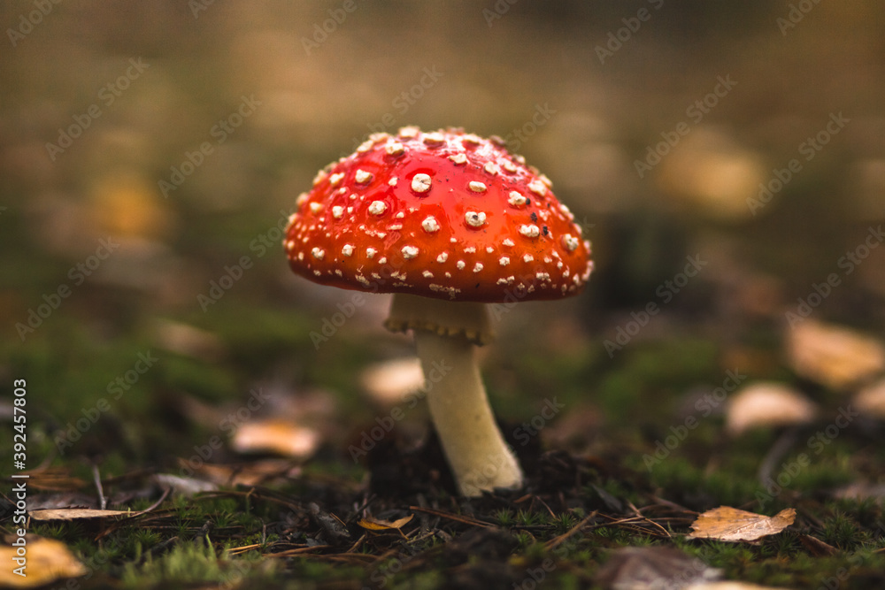 close up view of amanita in the autumn forest after rain close up view of amanita in the autumn forest after rain
