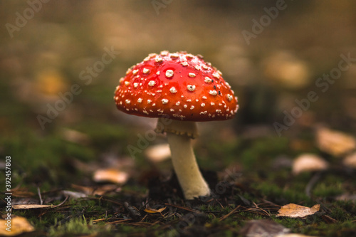 close up view of amanita in the autumn forest after rain © Iuliia Tregub