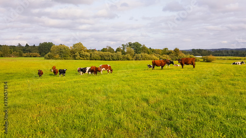 View of grazing cows on the meadow under cloudy sky. Agriculture and livestock concept