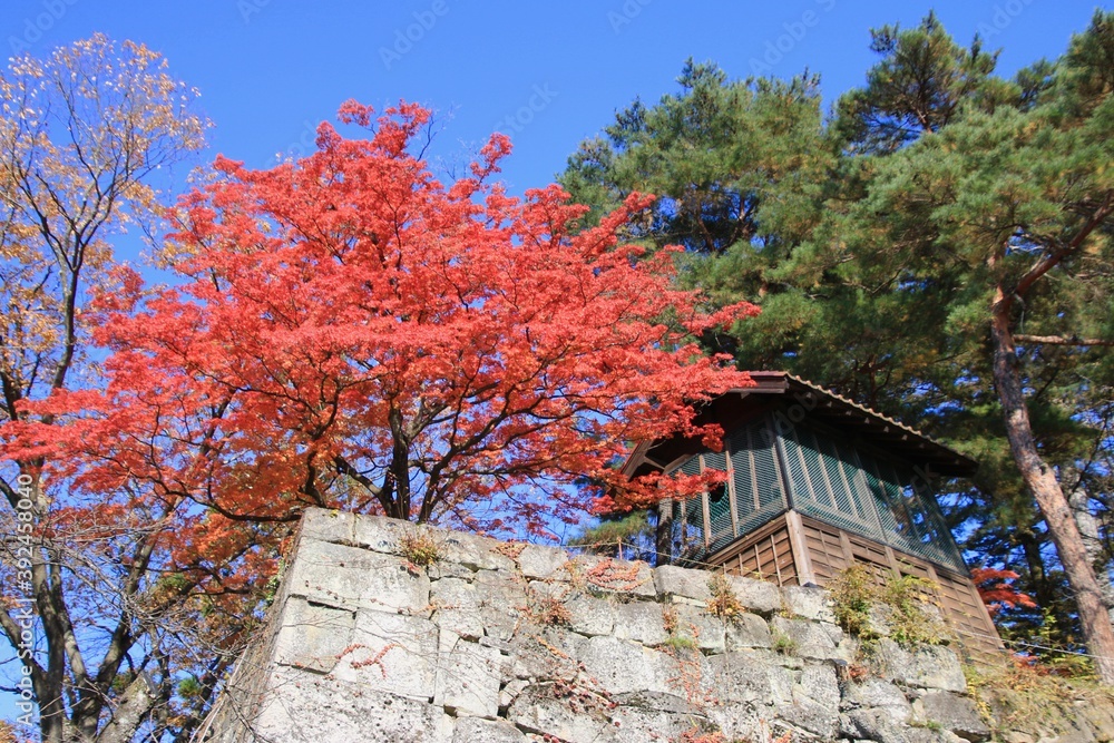 秋の鶴ヶ城 鐘撞堂 福島県 会津若松市 Stock Photo Adobe Stock