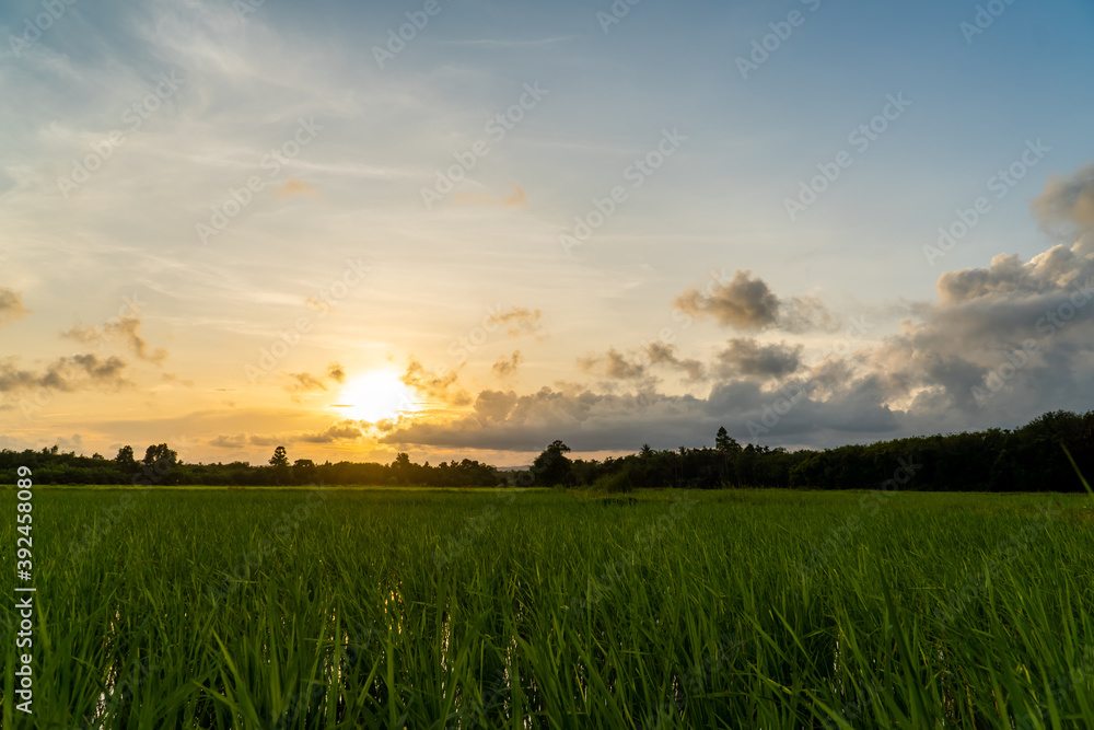 Rice field at sunset in the evening 