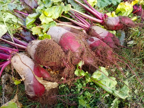 Beet crop in the garden