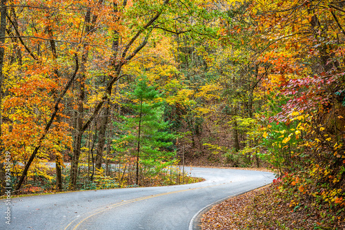 Seasonal fall foliage and roadway near Helen  Georgia  USA.