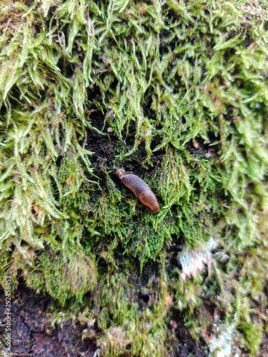 en el bosque, In the woods, flora, Otoño