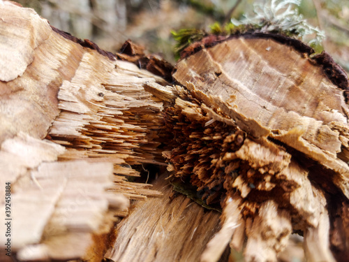en el bosque, In the woods, flora, Otoño