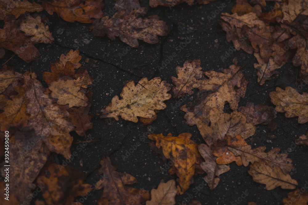 scattering of oak leaves on the asphalt