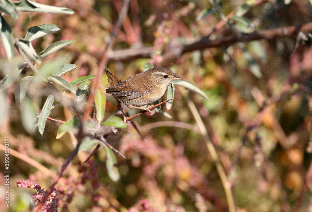 Unusual foggy photos of the Eurasian wren (Troglodytes troglodytes) close-up and detailed plumage pattern Unusual foggy photos of the Eurasian wren (Troglodytes troglodytes) close-up and detailed plumage pattern