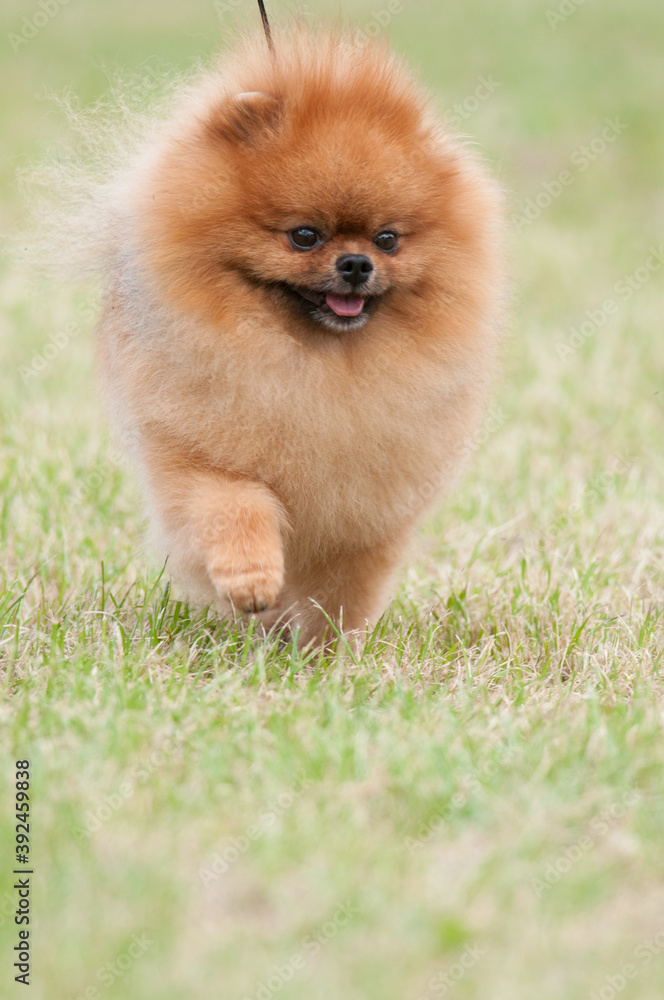 Smiling Pomeranian Smiling Pomeranian