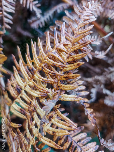 en el bosque, In the woods, flora