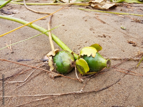 Water lilies are ripe, sandy beach