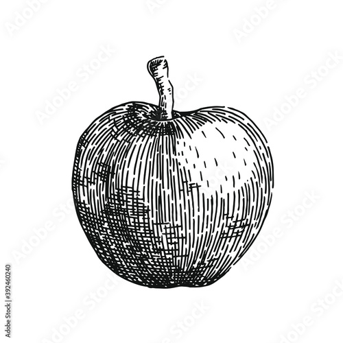 Black and white crosshatch vector illustration of an apple. No background