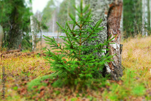Little green spruce tree near birch tree in autumn forest. Selective focus.