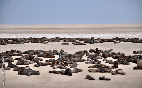 Sea lions on the beach in Peru © Julia
