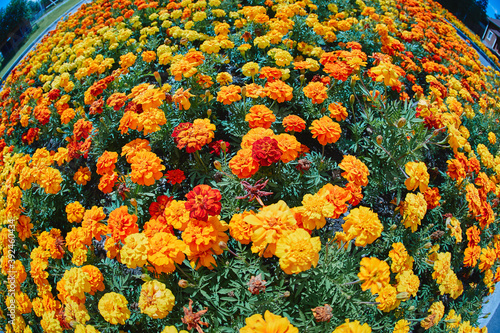 Beautiful round flower bed with marigolds, fisheye lens photography