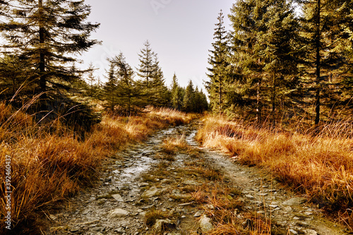 Path in autumn forest. Hiking trail, creative outdoor background.
