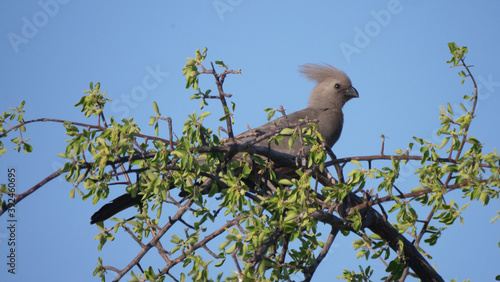 Grey go-away-bird in a tree photo