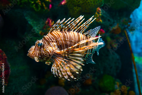 Venomous Lion Fish in Coral Reef