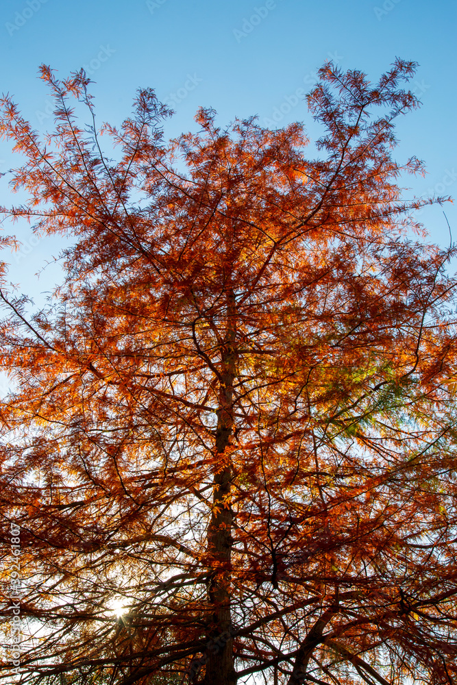 Autumn trees with colourful leaves and banches Autumn trees with colourful leaves and banches