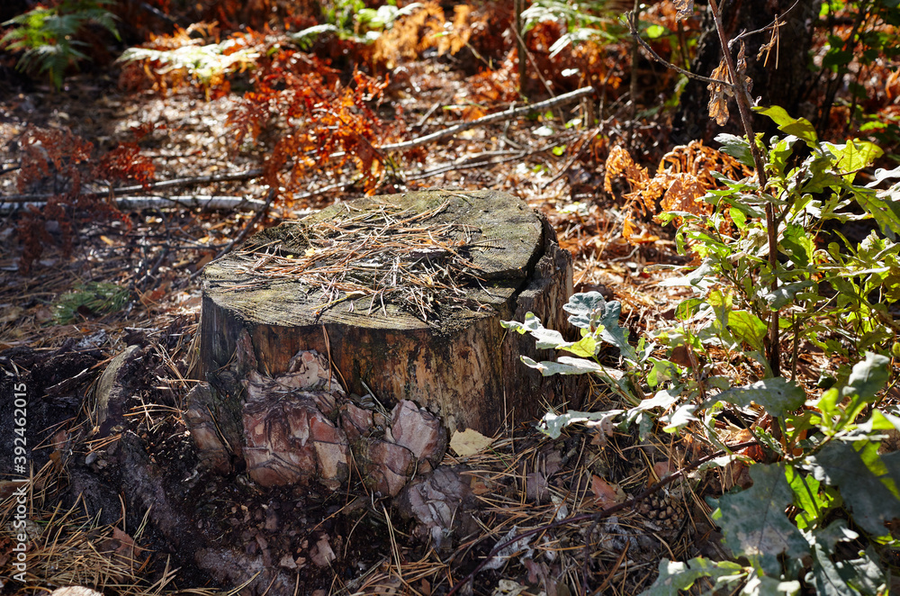 Obraz premium Tree stump in a bright forest. Tree stump after deforestation