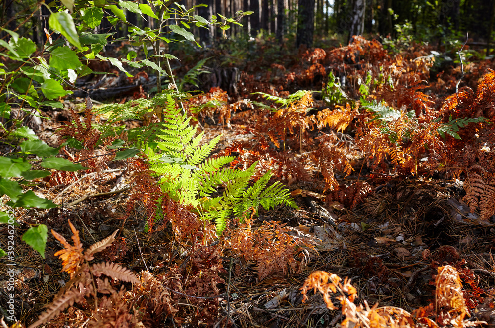Obraz premium Close-up of beautiful ferns leaves in forest. Family name Osmundaceae, Scientific name Polypodiopsida. Selective focus, blurred background
