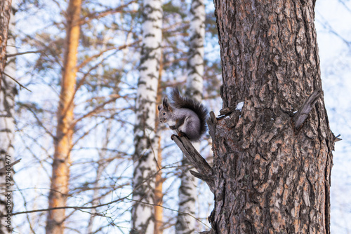 The squirrel sits with folded legs on a large thick tree in the winter forest and looks down