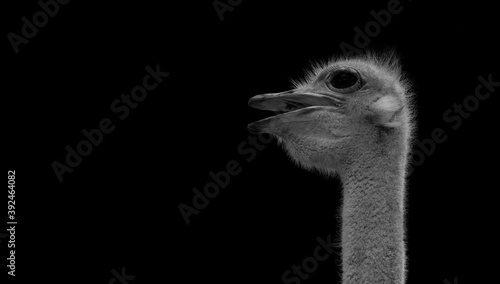 ostrich  with Black Background