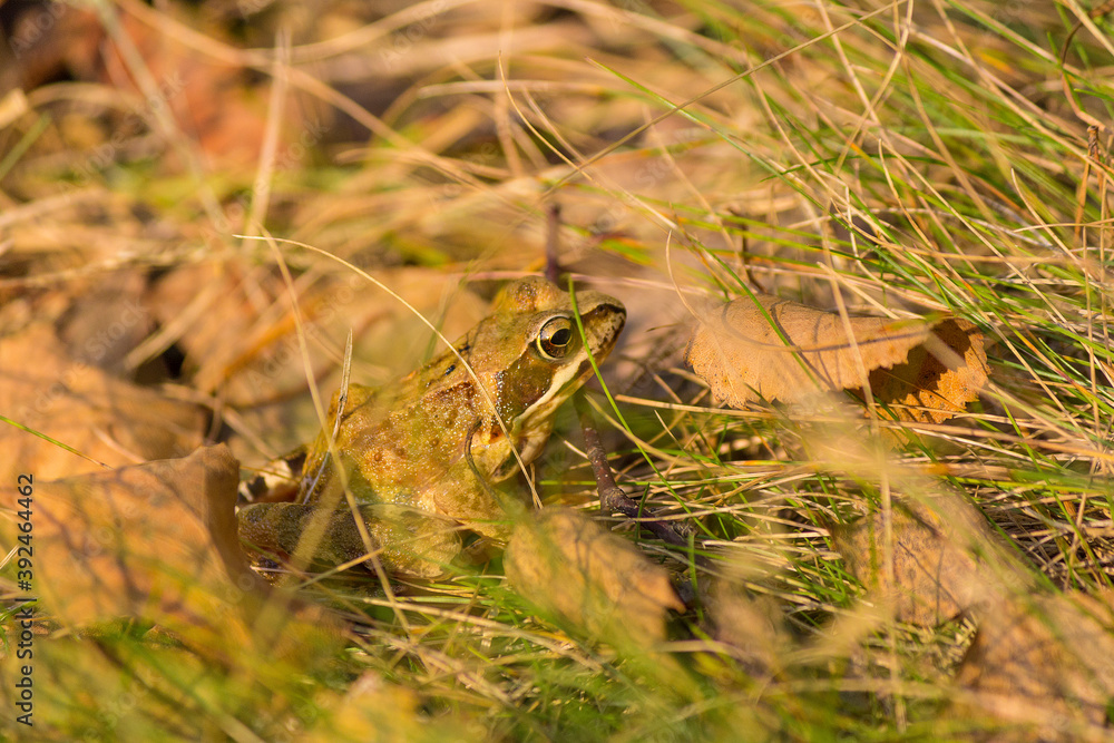 Obraz premium Frog in the grass, Rana temporaria