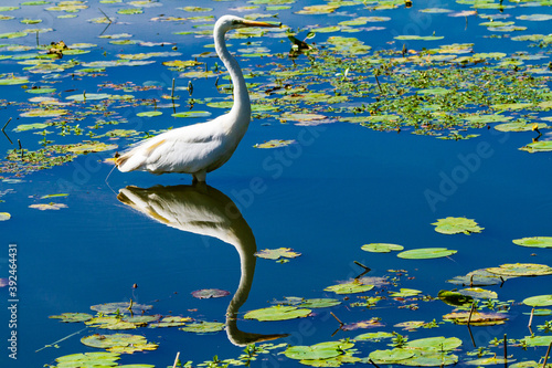 Aigrette garzette et son reflet dans l'eau du Lac de Grandlieu © gael