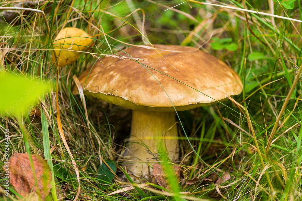 mushroom in the grass mushroom in the grass