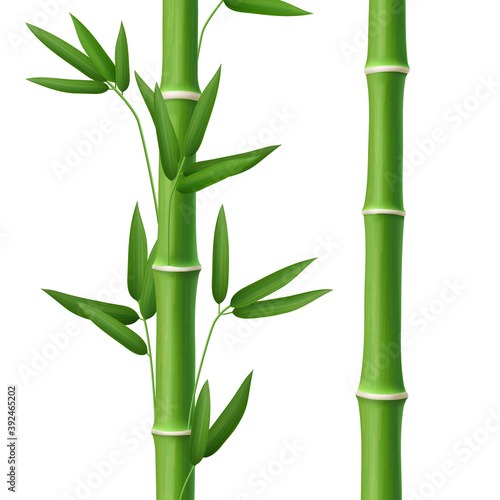 Bamboo tree leaf  plant stem and stick  realistic