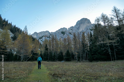 A panoramic capture of a woman hiking through the forest in Hochschwab region in Austrian Alps. The trees are turning golden. Shadows in the valley. Idyllic landscape. Freedom and wilderness