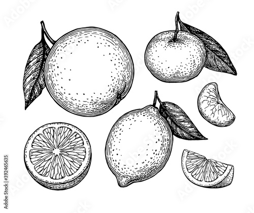 Ink sketches of citrus fruit.