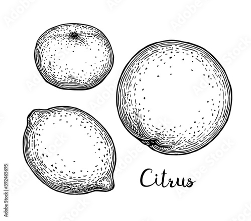 Ink sketches of citrus fruit.