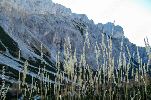 A new day breaking in in Hochschwab region in Austrian Alps. The flora overgrowing the slopes is golden. Golden grass. Autumn vibes. Sun is rising from behind a steep mountain chain. Wilderness photo